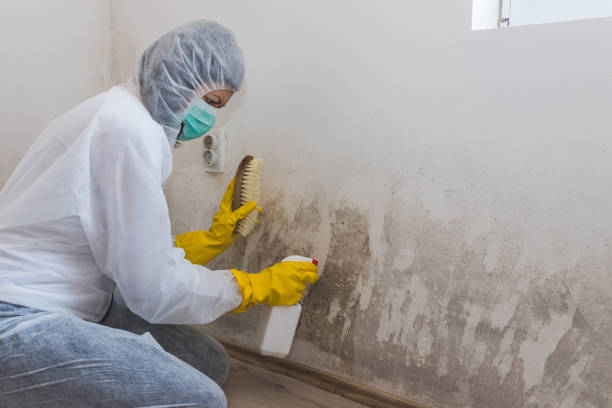 Best Mold Removal for HVAC Installations  in Island Lake, IL