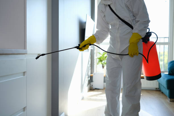 Best Black Mold Removal  in Island Lake, IL