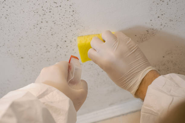 Best Mold Prevention Services  in Island Lake, IL