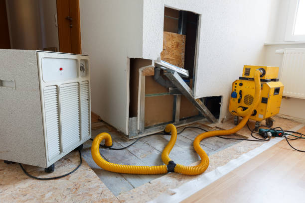 Best Basement Mold Removal  in Island Lake, IL